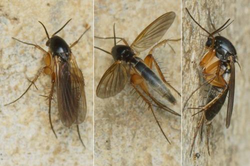 Epicypta aterrima